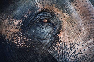 Close-up of elephant