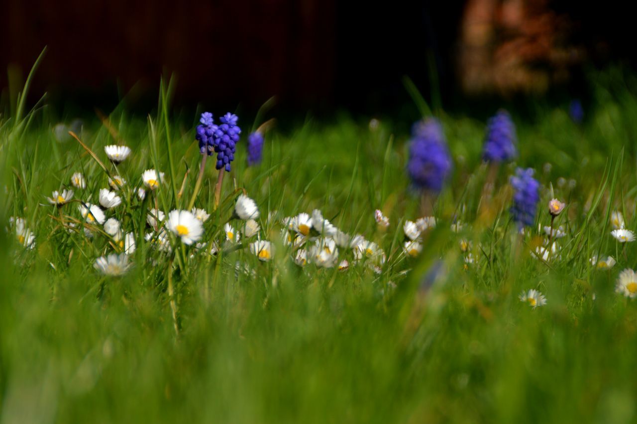 flower, freshness, growth, fragility, purple, beauty in nature, field, nature, plant, grass, blooming, wildflower, petal, selective focus, green color, flower head, stem, in bloom, focus on foreground, meadow