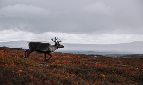 Deer standing on field against sky