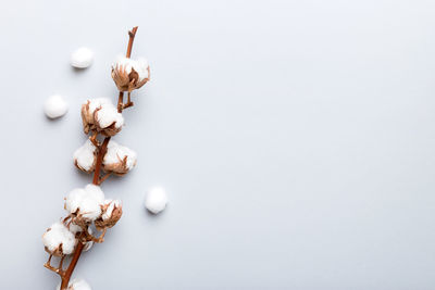 Close-up of white flowers on table