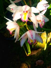 Close-up of white pink flowers