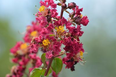 Close-up of pink flowers