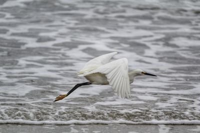Seagull flying over lake
