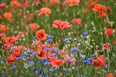 Close-up of poppies on field