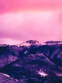 Panoramic view of pink flowers on land against sky