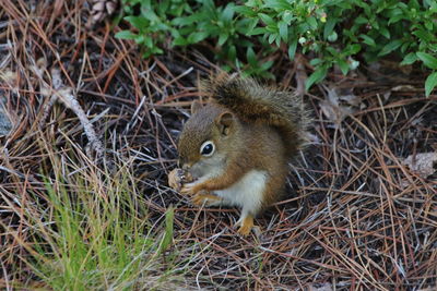 High angle view of squirrel on field