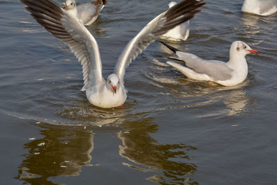 Ducks swimming in lake