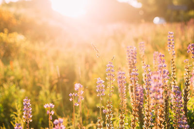 Close-up of flowering plants on field