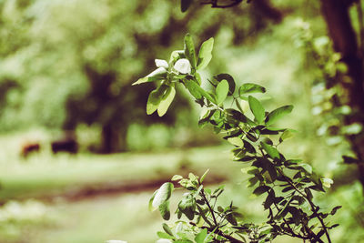 Close-up of flowering plant