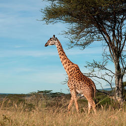 Giraffe in the wild, east africa