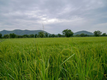 Scenic view of agricultural field against sky