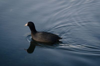 Duck swimming in lake