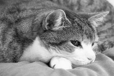 Close-up of cat resting