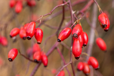 Close-up of red berries growing on tree