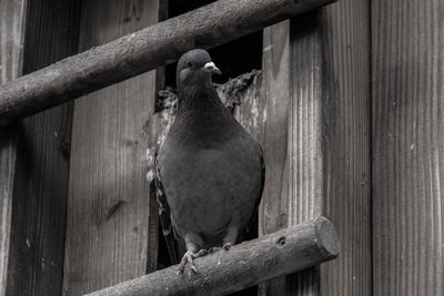 Close-up of bird perching on wood