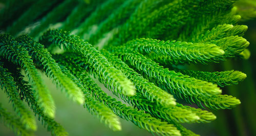 Close-up of fern leaves