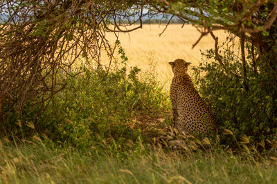 Cheetah sits watching savannah framed by branches