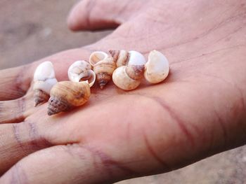 Close-up of hand holding seashells at beach
