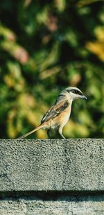 Close-up of bird perching on railing