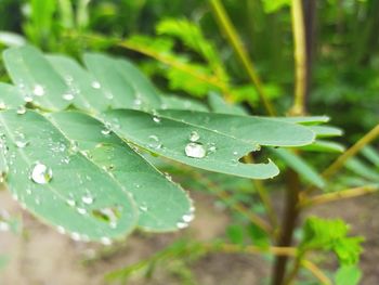 Close-up of raindrops on leaves