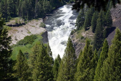 Water flowing amidst trees in forest