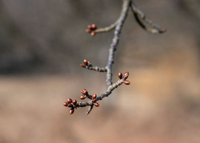 branch