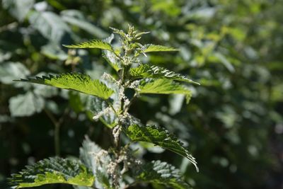 plant
