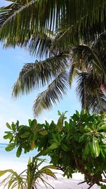 Low angle view of palm tree against sky