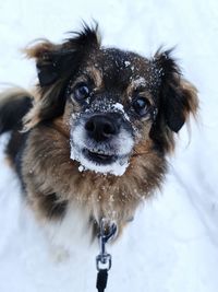 Close-up portrait of dog in snow