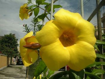 Close-up of yellow flowers