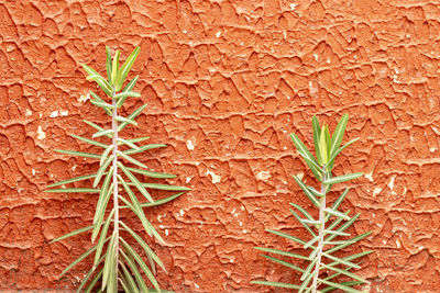 Close-up of wet plant on field