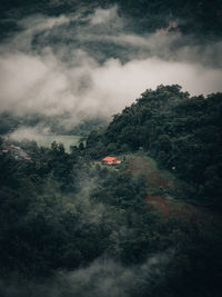 High angle view of trees in forest during foggy weather