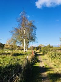 Trees on field against blue sky