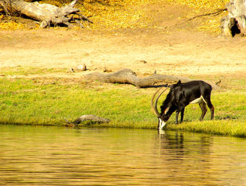 Horse drinking water in lake