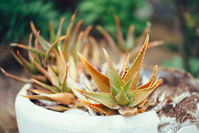 Close-up of succulent plant