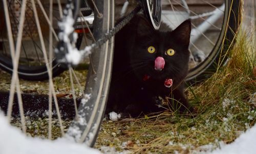 Close-up portrait of cat