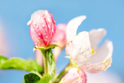 Close-up of pink rose bud