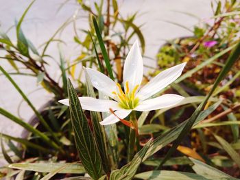 Close-up of white flower blooming outdoors