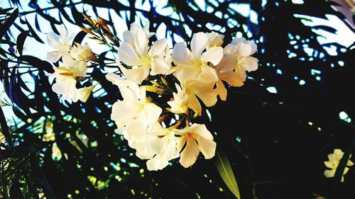 Close-up of white cherry blossoms in spring