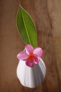 Close up of frangipani flower in the vase