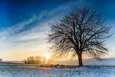 Bare tree on snow covered landscape against sky