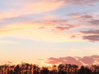 Low angle view of trees against sky at sunset