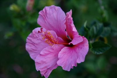 Close-up of pink hibiscus flower