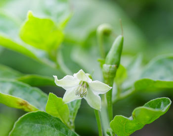 Close-up of white flowering plant