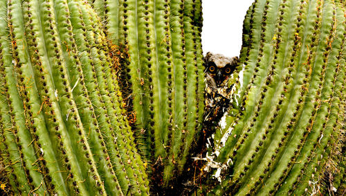 Close-up of owl amidst cactus