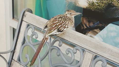 Close-up of bird perching