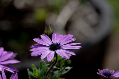 Close-up of purple flower