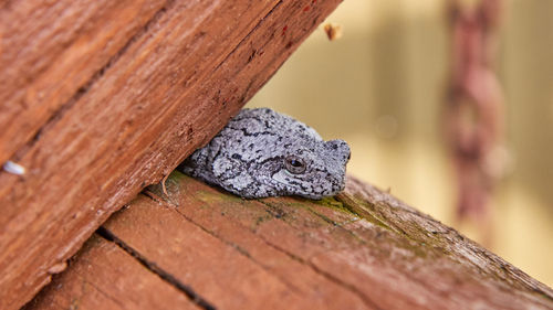 Close-up of lizard on wood