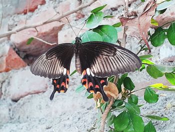 Close-up of butterfly