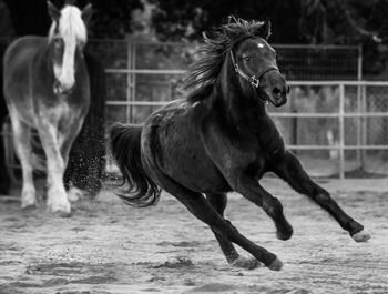 Side view of horses standing on grass